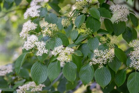 Dogwood Shrub Varieties