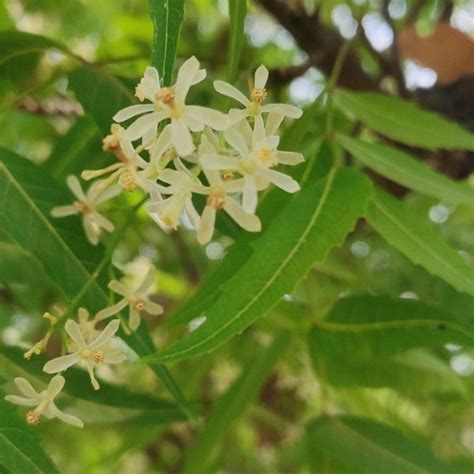 Neem Trees