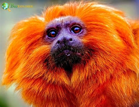 18 Types of Orange Monkeys You Need To Know About