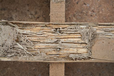 Carpenter Ant Damage Vs Termite Damage