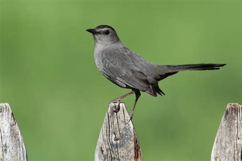 New Jersey Native Birds: A Complete Guide