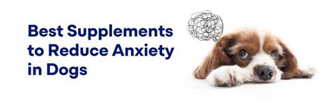 Best Supplements to Reduce Anxiety in Dogs – K9 Vitality