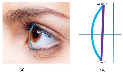 Improving Realism of Facial Interpolation and Blendshapes with ...