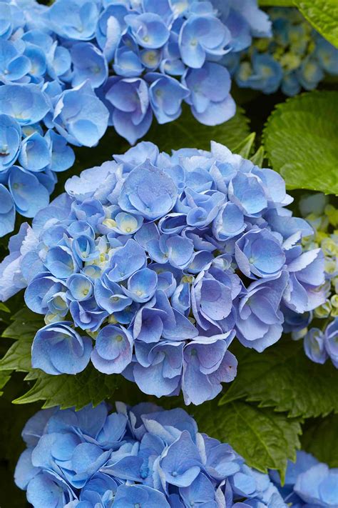 6 Tips for Growing the Most Beautiful Blue Hydrangea Blooms