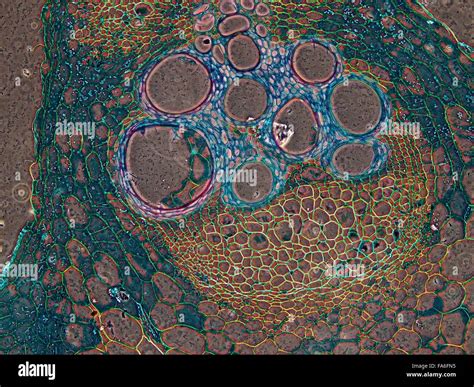 Beauty of Biology under microscopy Stock Photo - Alamy