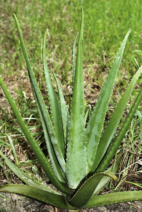Are Aloe Plants Toxic To Cats - Plant Ideas
