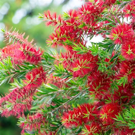 Callistemon viminalis 'Little John' - Bottlebrush | Western Star Nursery