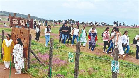 Kaas plateau: कासच्या फुलोत्सवाला पर्यटकांचा बहर