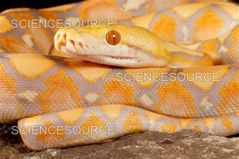 Image result for Purple Morph Reticulated Python