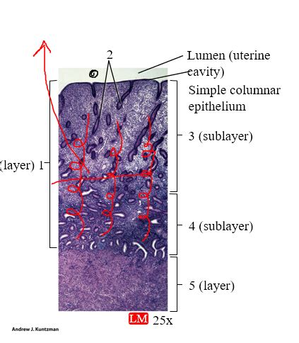 Endometrium Diagram | Quizlet