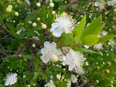 fiori di mirto arbusti e piante scheda mirto myrtus communis fiori di mirto arbusti e piante scheda mirto myrtus communis