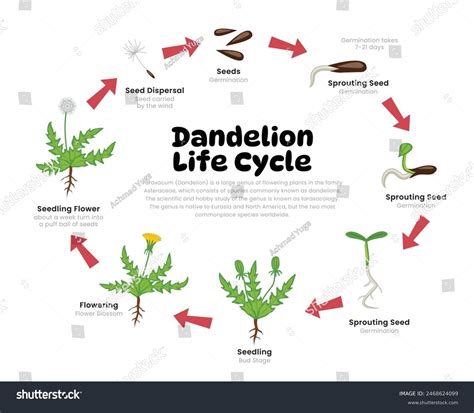 Dandelion Life Cycle Diagram Science Education Stock Vector (Royalty ...