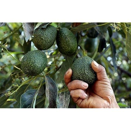 Avocado Lamb Hass Variety Self Pollinating Butter Fruit Grafted Live ...