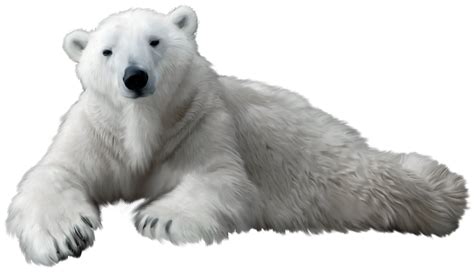 Polar Bear Clip Art