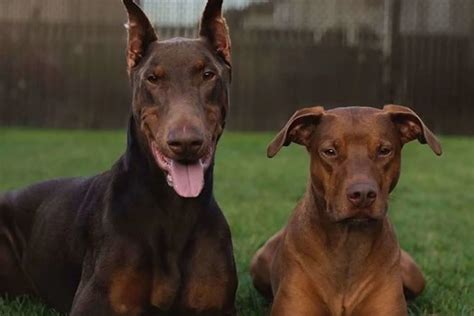 Doberman Pitbull Mix: An Ultimate Guide To This Crossbreed