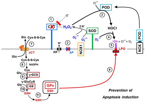 Inhibition of Membrane-Associated Catalase, Extracellular ROS/RNS ...