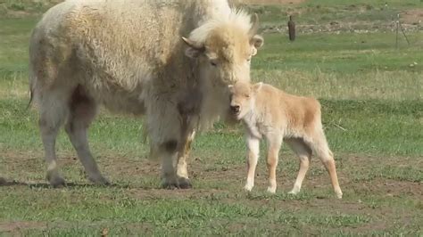 White Baby Bison