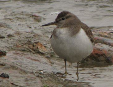 Bicycling at IIT Kanpur: Bithoor Jan 9 2010