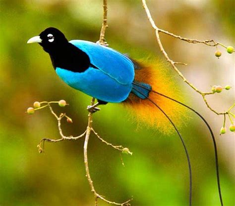 Blue Bird Of Paradise Flying