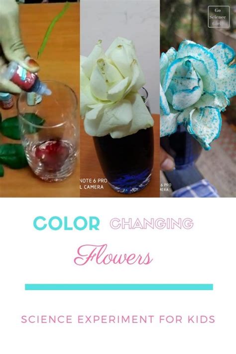 Image result for Food Coloring Flowers Science Project