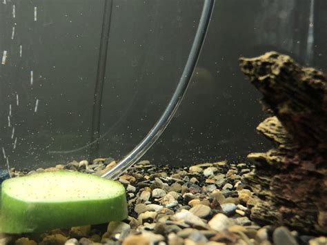 Water Fleas In Aquarium