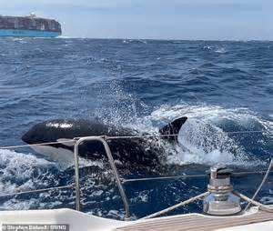 Rogue 'Gladiator' pod of orcas attacking boats in Gibraltar is ...