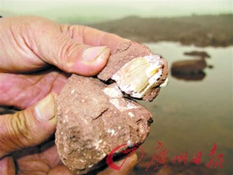 珠三角第一块恐龙骨化石在佛山“现身” - 化石网