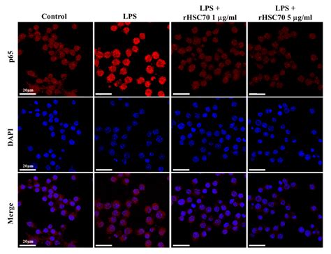 Exogenous Heat Shock Cognate Protein 70 Suppresses LPS-Induced ...
