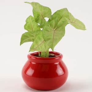 Pots & Plants Syngonium Plant Price in India - Buy Pots & Plants ...