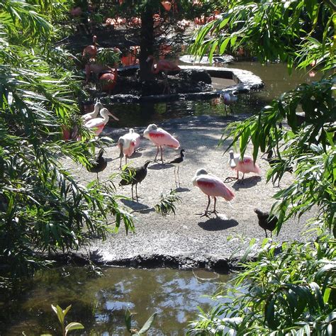 VOGELPARK AVIFAUNA (2025) All You Need to Know BEFORE You Go (with ...