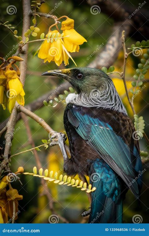 New Zealand Native Songbird the Tui in Native Kowhai Tree Sucking Nectar from Bright Yellow ...