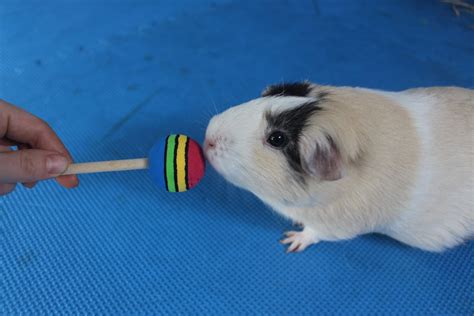 How To Train Your Guinea Pig - Ultimate Beginner's Guide - Amazing ...