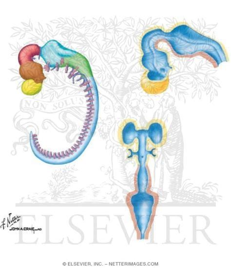 Brain Development Embryo 的图像结果