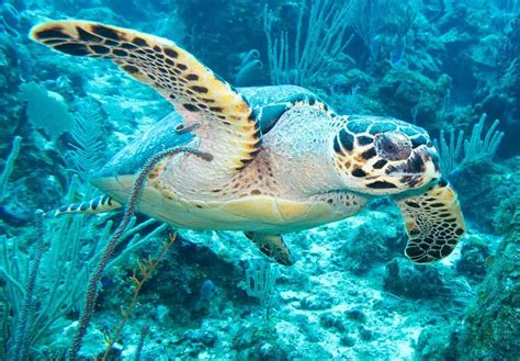 WORLD SEA TURTLE DAY - June 16, 2026 - National Today