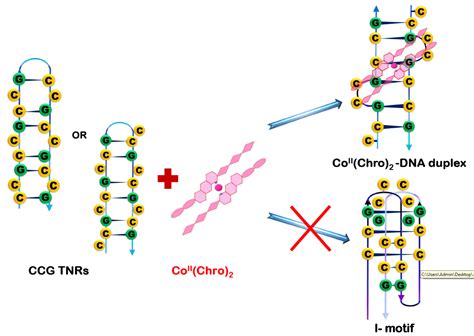 CoII(Chromomycin)2 Complex Induces a Conformational Change of CCG ...