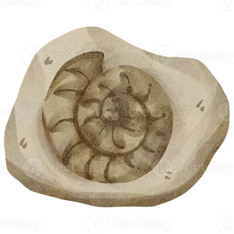 watercolor fossil clip art 23322992 PNG