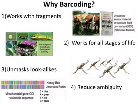 Image result for DNA Barcoding Explained