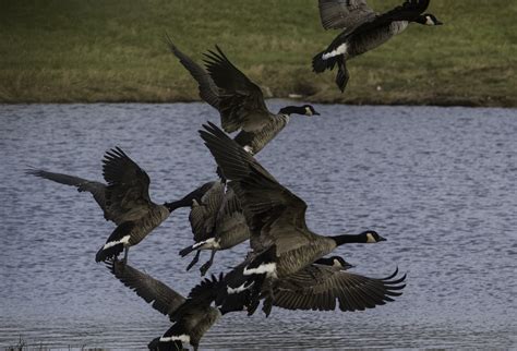 Group of Geese Taking Flight image - Free stock photo - Public Domain ...