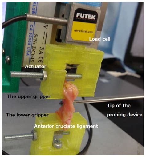 The Resistance Force of the Anterior Cruciate Ligament during Pull ...