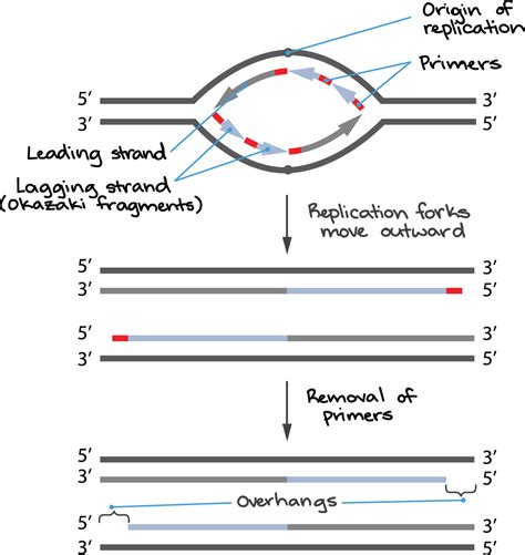Replicating The Ends Of Dna Molecules - Dna Replication - MCAT Content