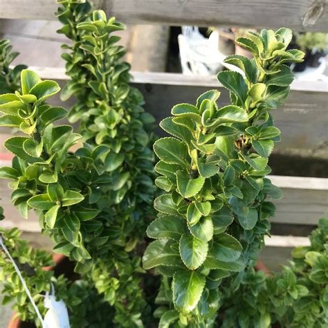 Euonymus japonicus 'Green Spire & White Spire’ – Longcombe Cross