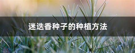 迷迭香种子的种植方法-农技学堂 - 惠农网