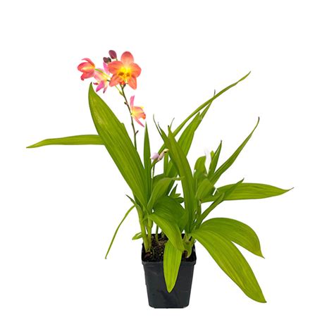 Ground Orchids – Orchid-Tree