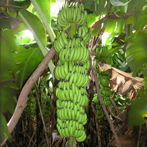 Banana - Robusta - Fruit Plant – Royal Paradise Garden