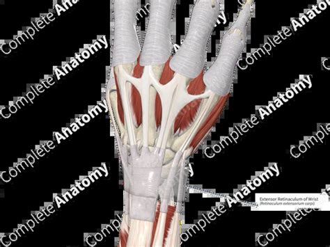 Image result for Extensor Retinaculum