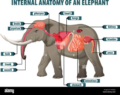 Elephant anatomy Banque d'images vectorielles - Alamy