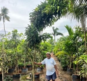 Mango Fruit Plants Exporters in India | Alphonso & Kesar | Pansare Nursery