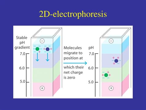 Image result for Standard Elisa Protocol