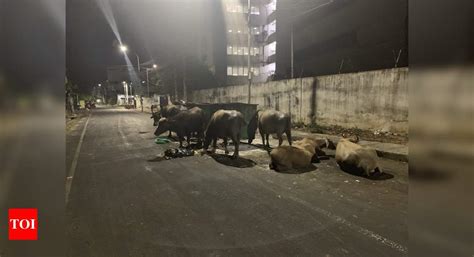 Garbage bins blocking half the road a - Times of India