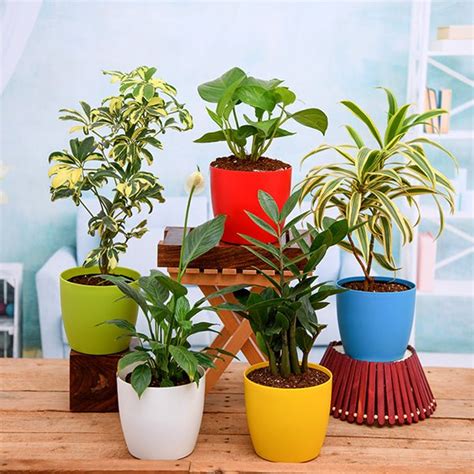 Buy Best Seller Plants online from Nurserylive at lowest price.